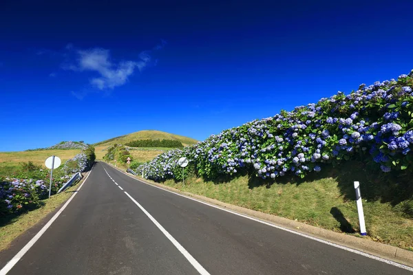 Route Volcan Alpin Sur Île Flores Açores Portugal Europe — Photo