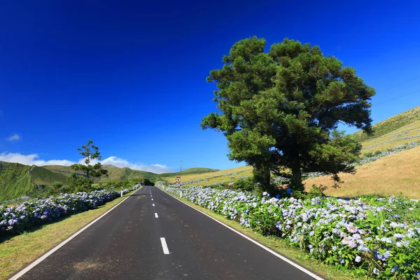 Estrada Vulcão Alpino Ilha Das Flores Açores Portugal Europa — Fotografia de Stock