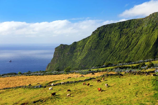 Пейзаж Острова Флорес Азорские Острова Португалия Европа — стоковое фото