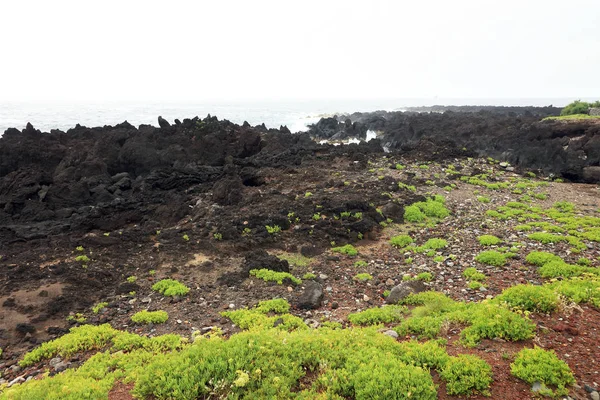 火山岩海岸 — ストック写真