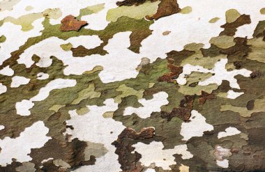 Kabuk ağaç - arka plan