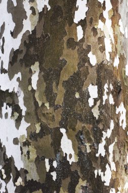 Kabuk ağaç - arka plan