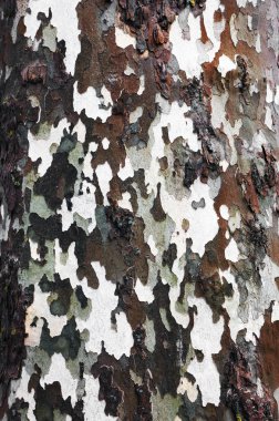 Kabuk ağaç - arka plan