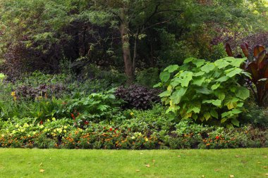 Londra hyde Park ormanda güneşli günler