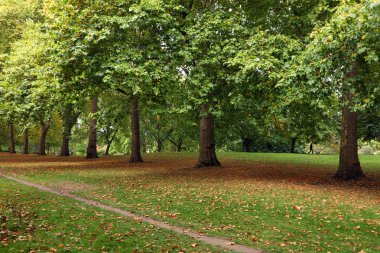Londra hyde Park ormanda güneşli günler