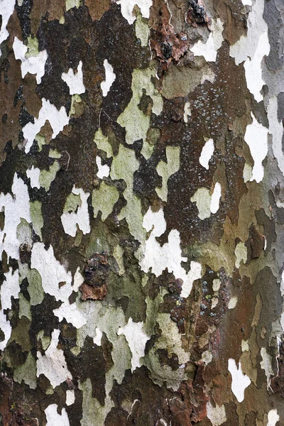 Bark Tree Fundo Abstrato — Fotografia de Stock