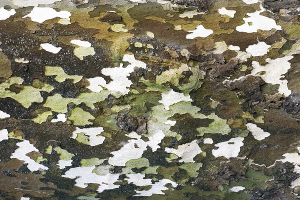 Bark Tree Abstract Background — Stock Photo, Image