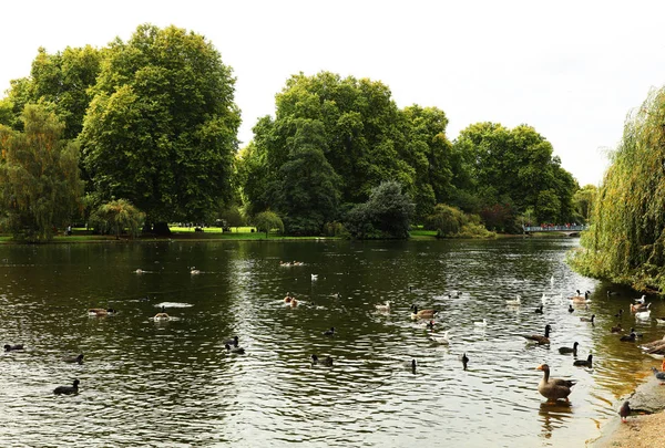 晴朗的下午 在伦敦海德公园的树林 — 图库照片