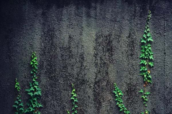 Plantas Escalada Verdes Uma Parede Concreto — Fotografia de Stock