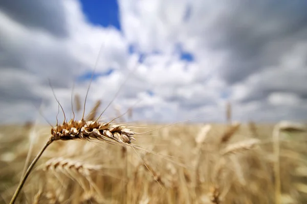 Campo Trigo Com Fundo Azul Céu Nublado — Fotografia de Stock