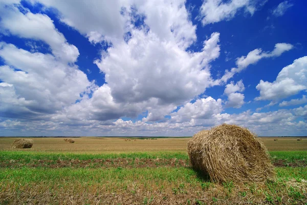 Buğday Alan Mavi Bulutlu Gökyüzü Arka Plan Ile — Stok fotoğraf