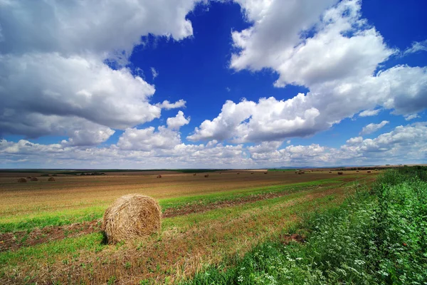 Weizenfeld Mit Blauem Bewölkten Himmel Hintergrund — Stockfoto