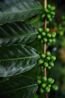 Kahve çekirdekleri dal Buenavista, Quindio, Colombia, Güney Amerika