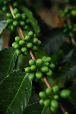 Kahve çekirdekleri dal Buenavista, Quindio, Colombia, Güney Amerika