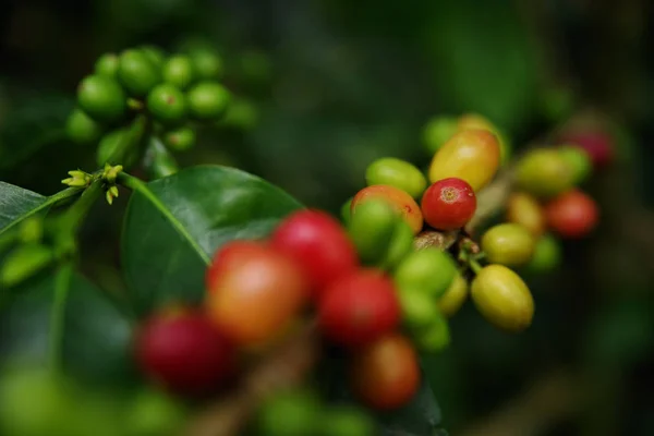 Granos Café Una Sucursal Buenavista Quindio Colombia América Del Sur — Foto de Stock