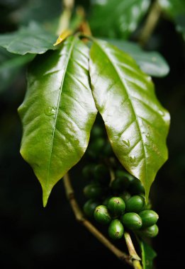 Kahve ağacı Kolombiya, Güney Amerika