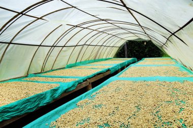 Kahve çekirdekleri güneşte kurutma. Quindio - Buenavista, Kolombiya, Güney Amerika'da Kahve tarlaları