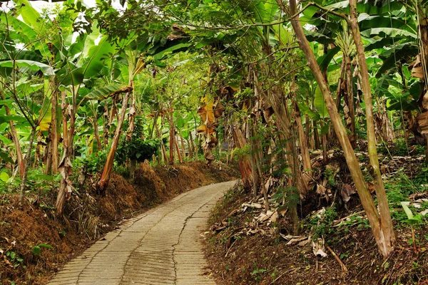 Jardin Bananes Guaviare Colombie Amérique Sud — Photo