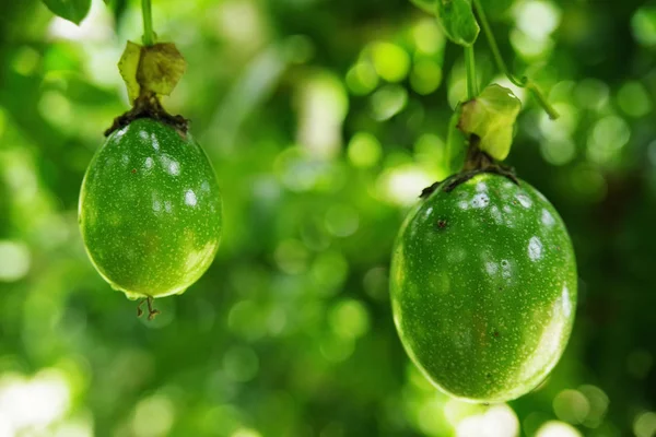 Avocado Tree with avocado fruit grow in orchard. Food background