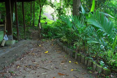 Orman yazlık Minca, Kolombiya, Güney Amerika