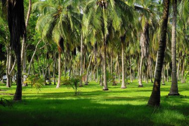 Isla Grande, Rosario adalar, Kolombiya, Güney Amerika