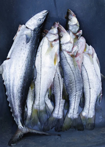 Pesce Fresco Pronto Cuocere — Foto Stock