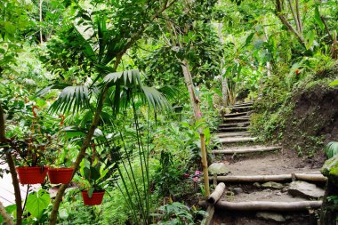 Path to Marinca Waterfall, Minca, Colombia, South America clipart