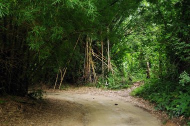 Yolunu Marinca şelale, Minca, Kolombiya, Güney Amerika
