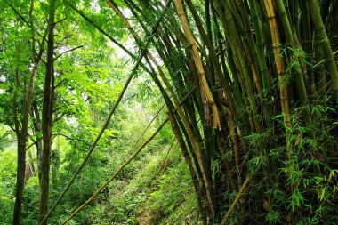 Yolunu Marinca şelale, Minca, Kolombiya, Güney Amerika