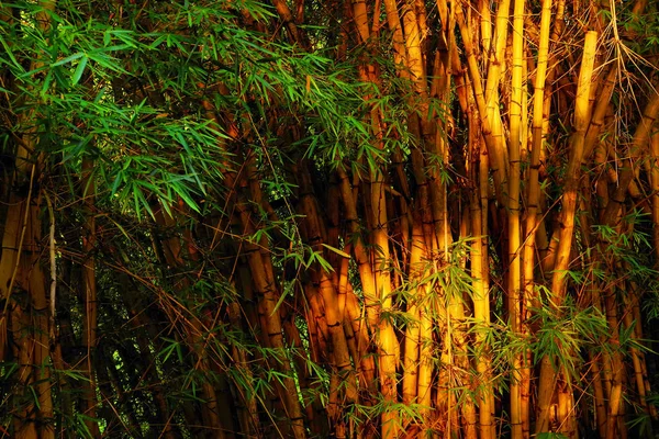 夕焼けの光の中の竹林 — ストック写真