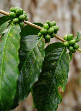 Taze organik kahve kiraz, ham meyveleri kahvenin kahve ağacı bir çiftlikte kapatın