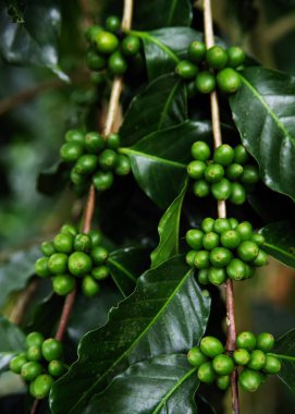 Taze organik kahve kiraz, ham meyveleri kahvenin kahve ağacı bir çiftlikte kapatın