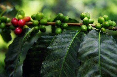 Yeşil kahve çekirdekleri şube büyüyor. kahve ağacı bir çiftlikte çiğ kahve çekirdeği. Tatlı taze çiğ kahve çekirdeği ağaç üzerinde