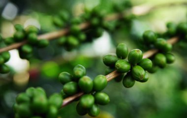 Taze organik kahve kiraz, ham meyveleri kahvenin kahve ağacı bir çiftlikte kapatın