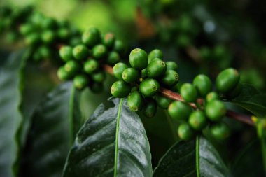 Yeşil kahve çekirdekleri şube büyüyor. kahve ağacı bir çiftlikte çiğ kahve çekirdeği. Tatlı taze çiğ kahve çekirdeği ağaç üzerinde