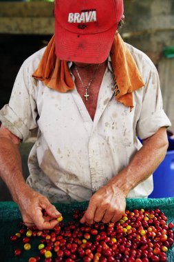 Kahve ağacı ekimi, Kolombiya, Güney Amerika üzerinde kırmızı organik kahve çekirdekleri seçerek alt
