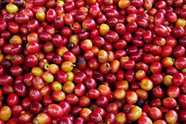 Close up Fresh organic coffee cherries, raw berries coffee beans on coffee tree plantation