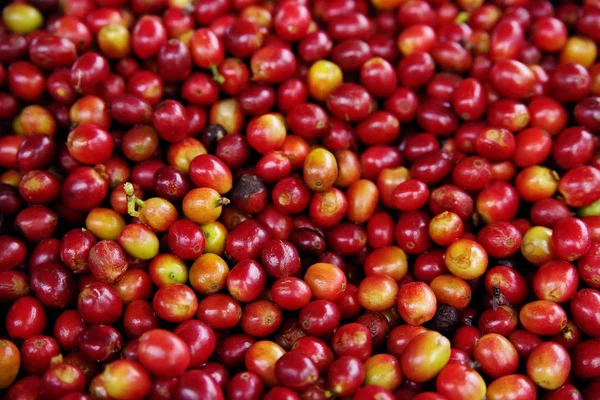 Grãos Café Verde Crescendo Ramo Grão Café Cru Plantação Árvore — Fotografia de Stock