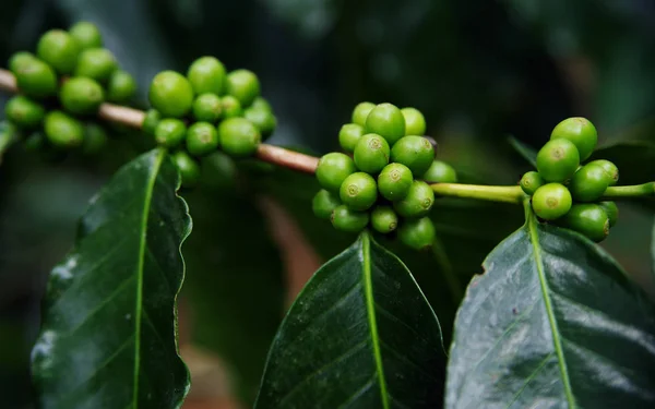 Granos Café Verdes Creciendo Rama Grano Café Crudo Plantación Árboles — Foto de Stock