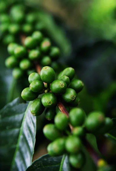 Close up Fresh organic coffee cherries, raw berries coffee beans on coffee tree plantation