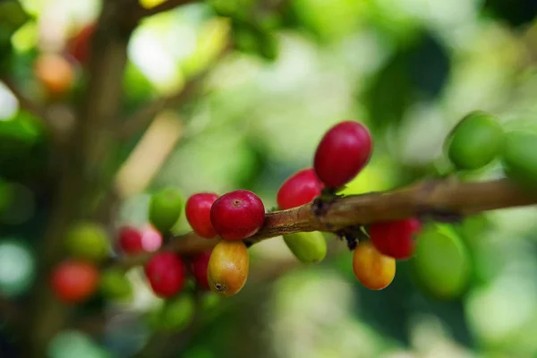 Green coffee beans growing on the branch. raw coffee bean on coffee tree plantation. Closeup fresh raw coffee bean on tree