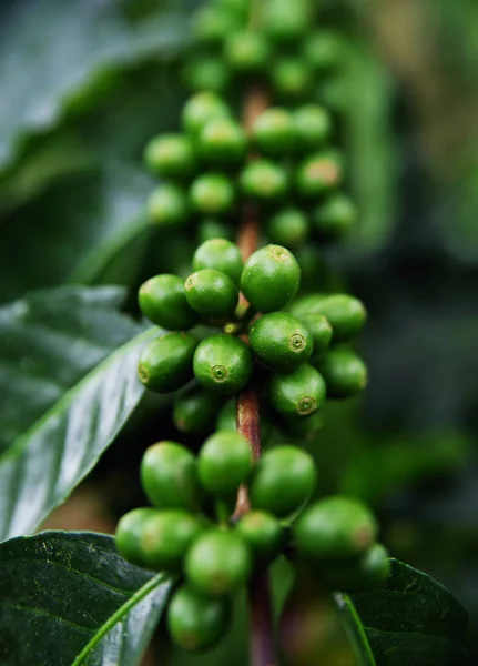 Cerezas Café Orgánicas Frescas Granos Café Bayas Crudas Plantación Árboles — Foto de Stock