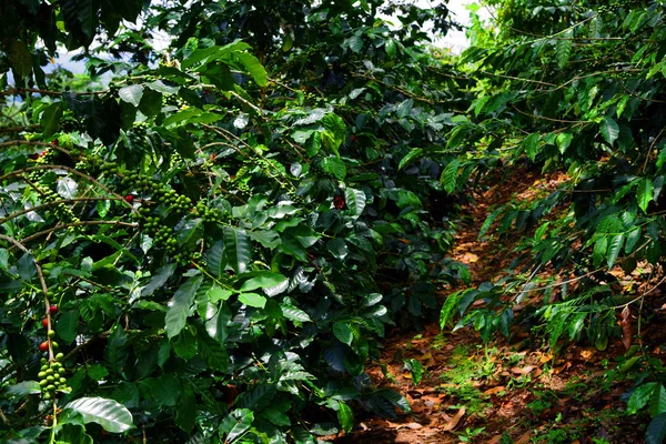 Green coffee beans growing on the branch. raw coffee bean on coffee tree plantation. Closeup fresh raw coffee bean on tree