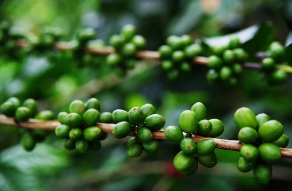 Cerezas Café Orgánicas Frescas Granos Café Bayas Crudas Plantación Árboles — Foto de Stock