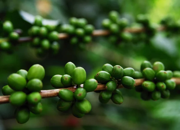 Green coffee beans growing on the branch. raw coffee bean on coffee tree plantation. Closeup fresh raw coffee bean on tree