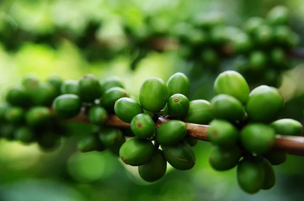 Granos Café Verdes Creciendo Rama Grano Café Crudo Plantación Árboles — Foto de Stock