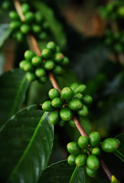 Close up Fresh organic coffee cherries, raw berries coffee beans on coffee tree plantation