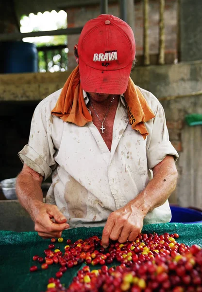 Kahve Ağacı Ekimi Kolombiya Güney Amerika Üzerinde Kırmızı Organik Kahve — Stok fotoğraf