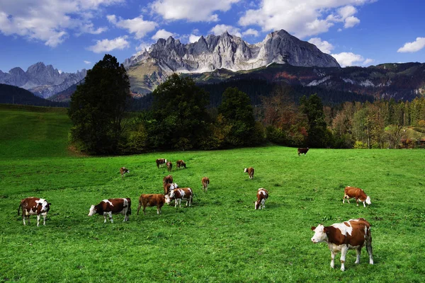 View Wilder Kaiser Mountains Tyrol Austria — Stock Photo, Image