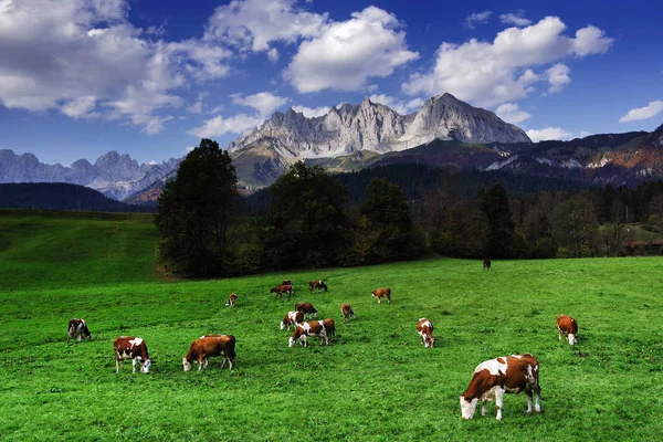 Krowy Pasące Się Przed Gór Wilder Kaiser Tyrol Austria — Zdjęcie stockowe